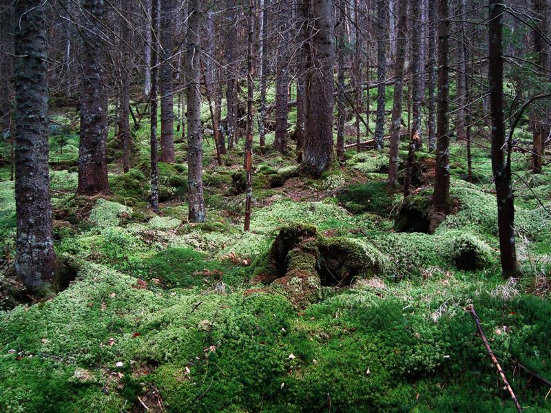 ліс зарослий мохом